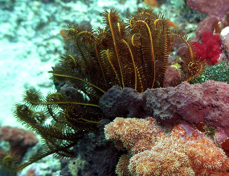 crinoid close up