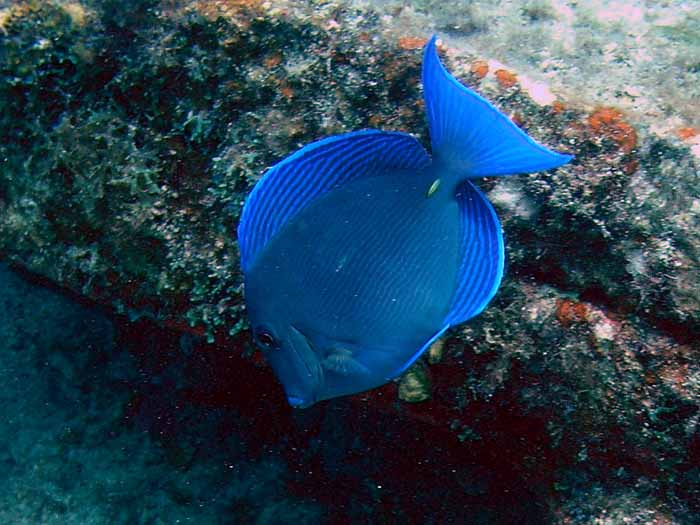 atlantic blue tang