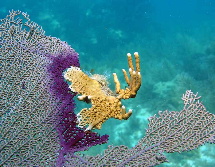 fire coral growing on sea fan