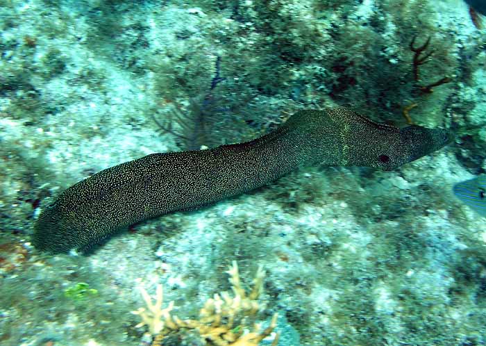 golden moray eel 2