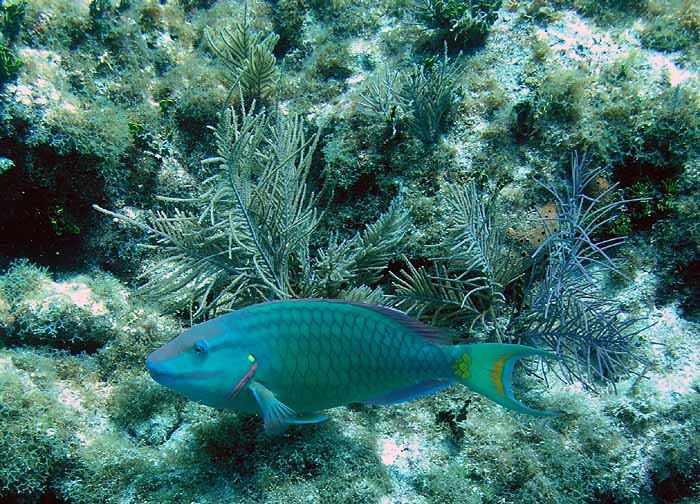 parrotfish