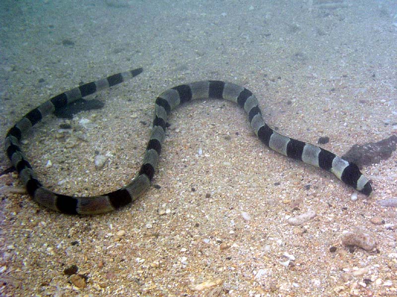 sea snake 2