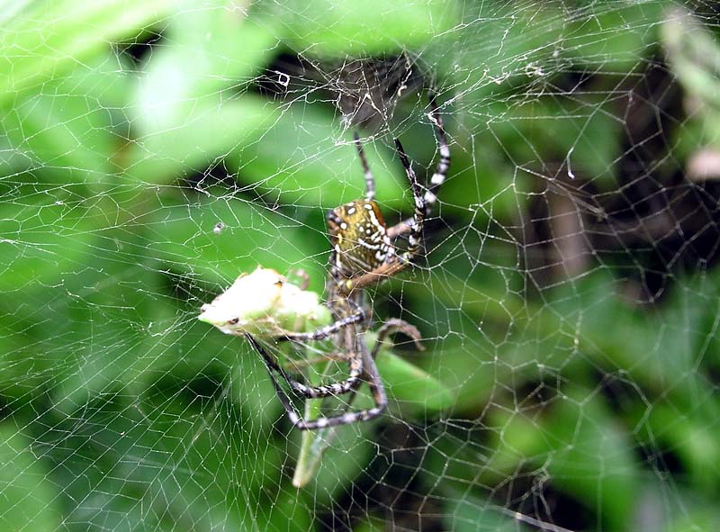 spider with prize