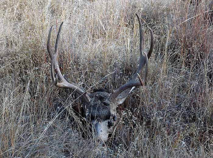 2007_Muledeer_front.jpg