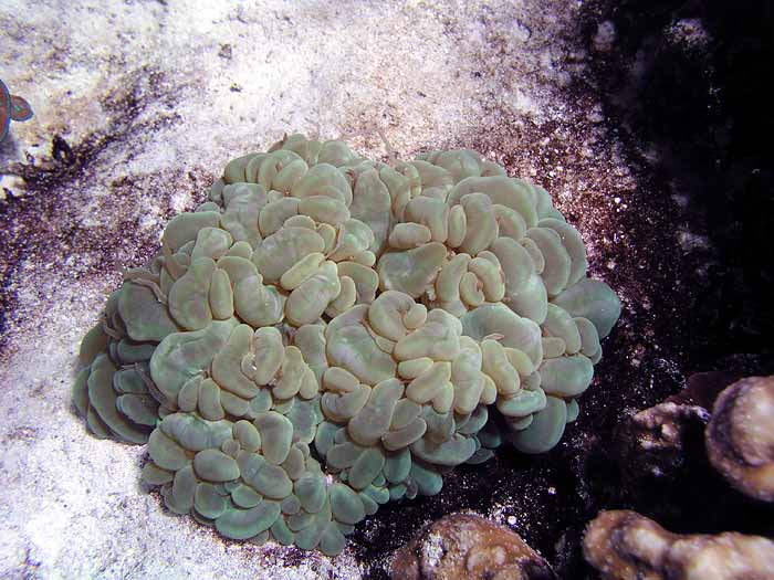 green bubble coral