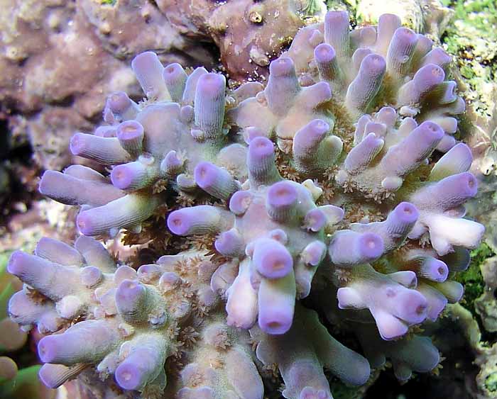 unknown blue tipped acro closeup