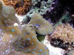 neon goby on gigas 2