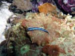 neon goby