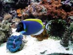 powder blue tang