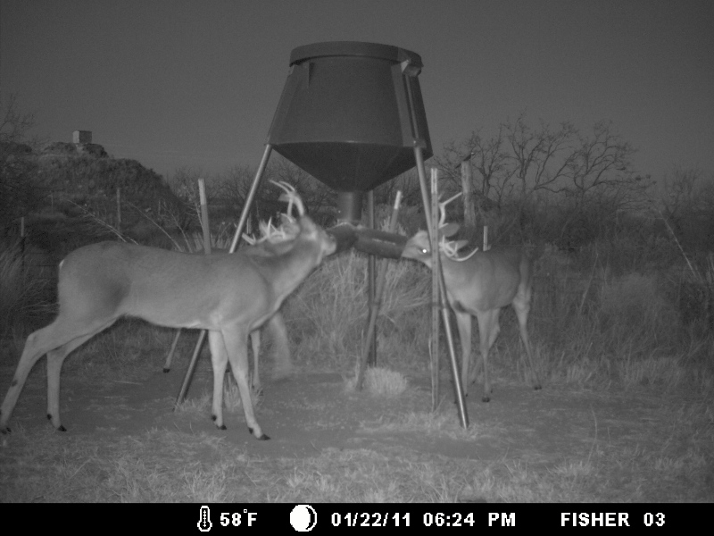 Deer Shed Traps