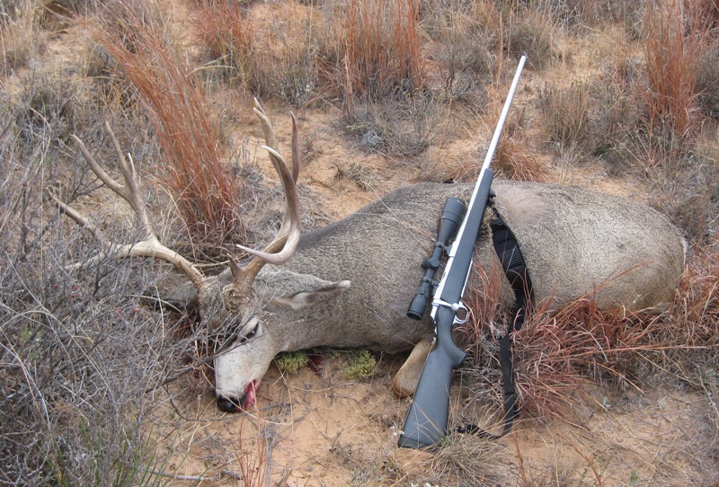 2009_Muledeer1r.jpg