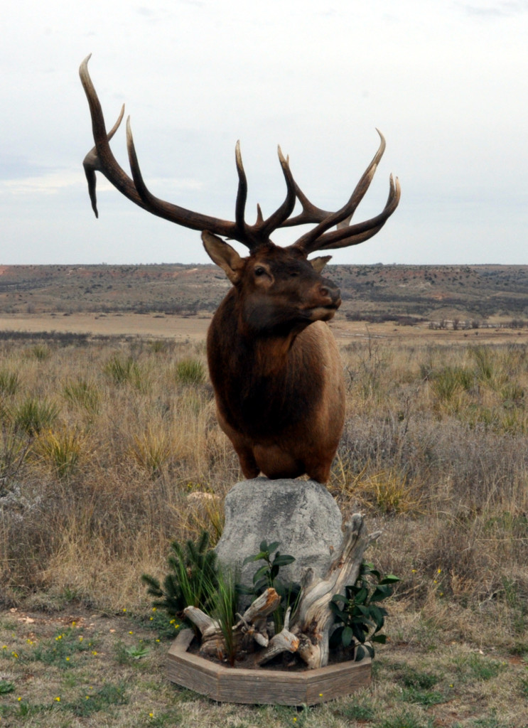 elk_ped3.jpg