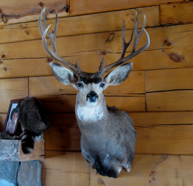 mule_deer_mount3.jpg