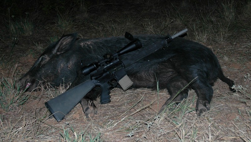 piggie_ar15.jpg